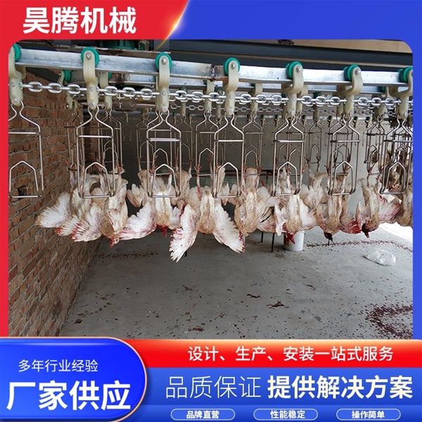 鸽子屠宰流水线
