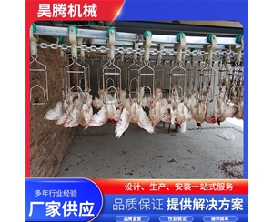 鸽子屠宰流水线
